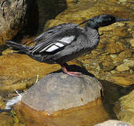 Brazilian Merganser