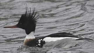 Red-breasted Merganser