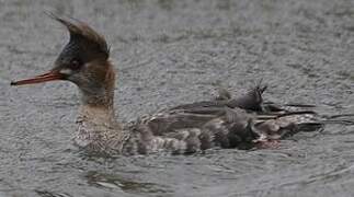 Red-breasted Merganser