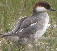 Smew