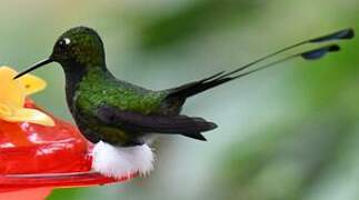 White-booted Racket-tail