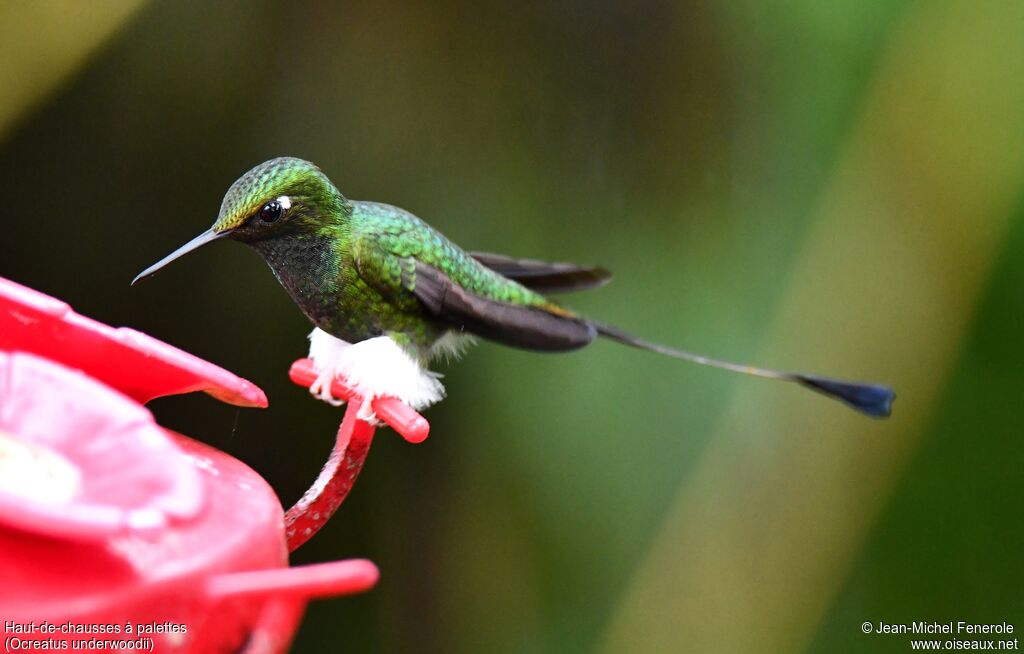 White-booted Racket-tail