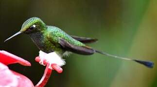 White-booted Racket-tail