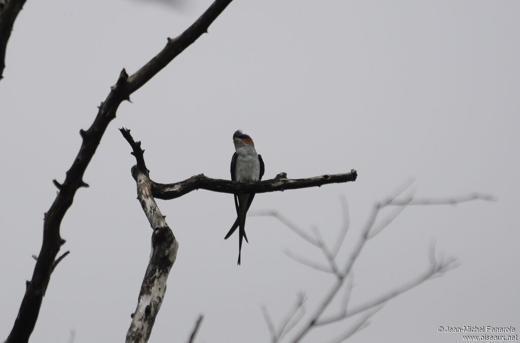 Crested Treeswift