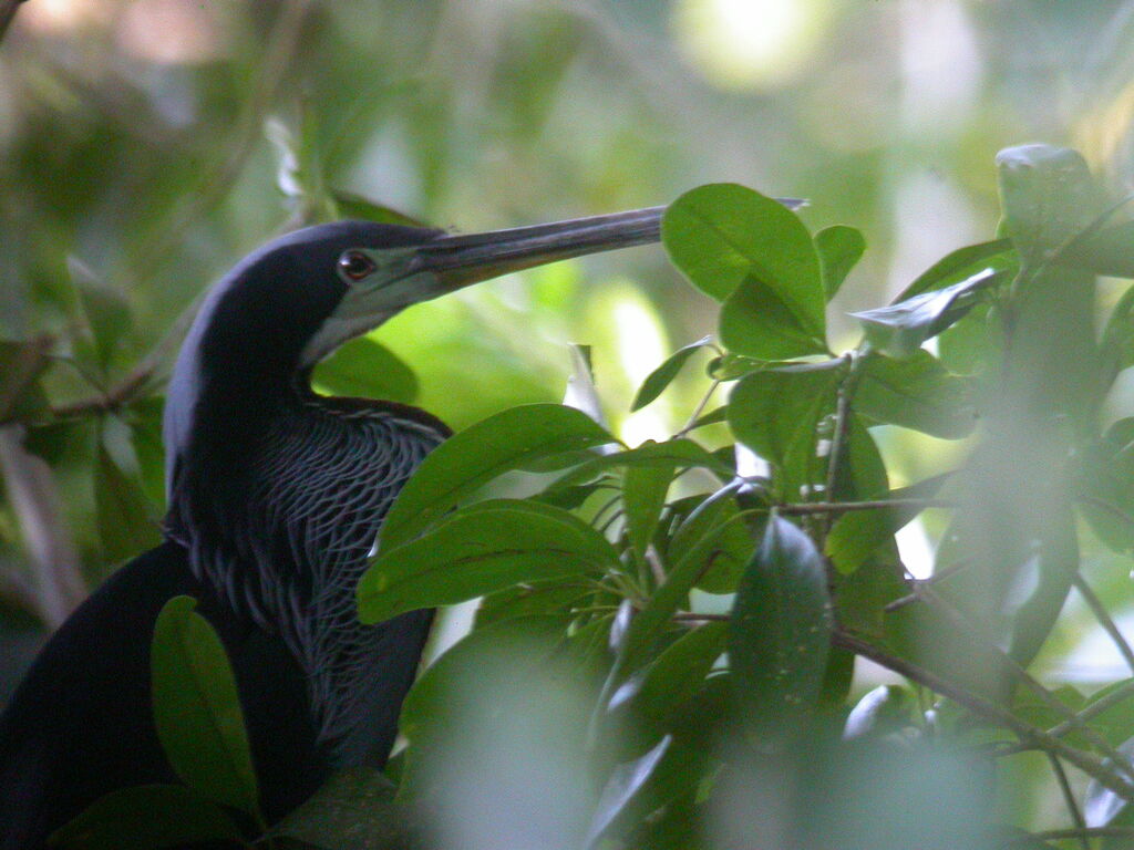 Agami Heron