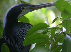 Agami Heron