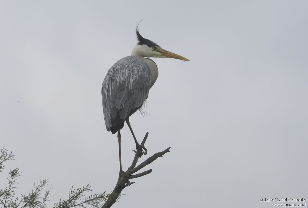 Grey Heron