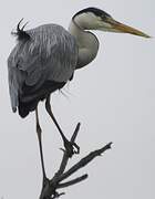 Grey Heron