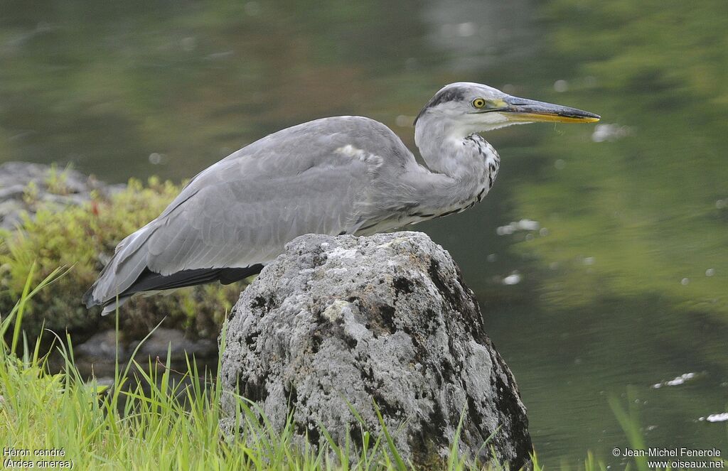 Grey Heron