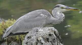 Grey Heron