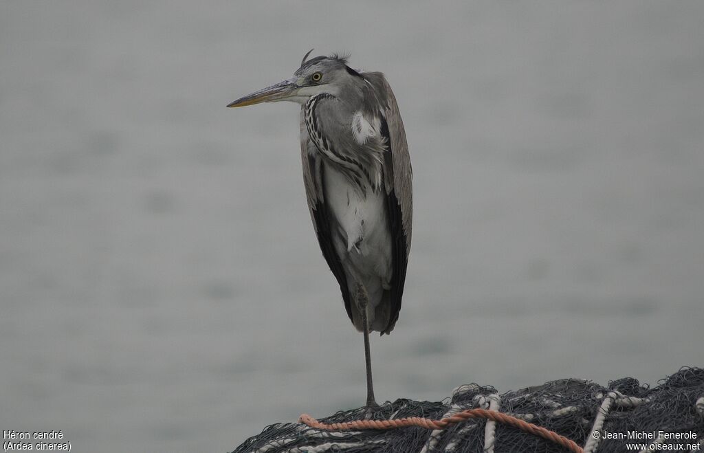 Grey Heron