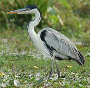 Cocoi Heron