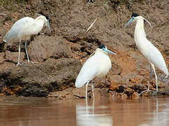 Capped Heron