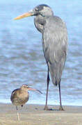 Humblot's Heron