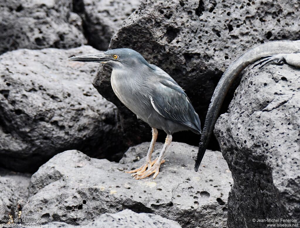 Lava Heron