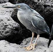 Lava Heron