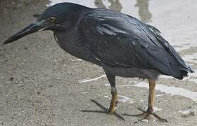 Lava Heron