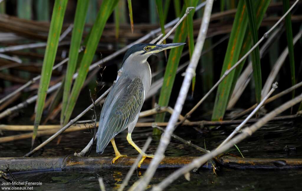 Héron des mangroves