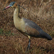 Whistling Heron