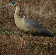 Whistling Heron