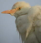 Western Cattle Egret