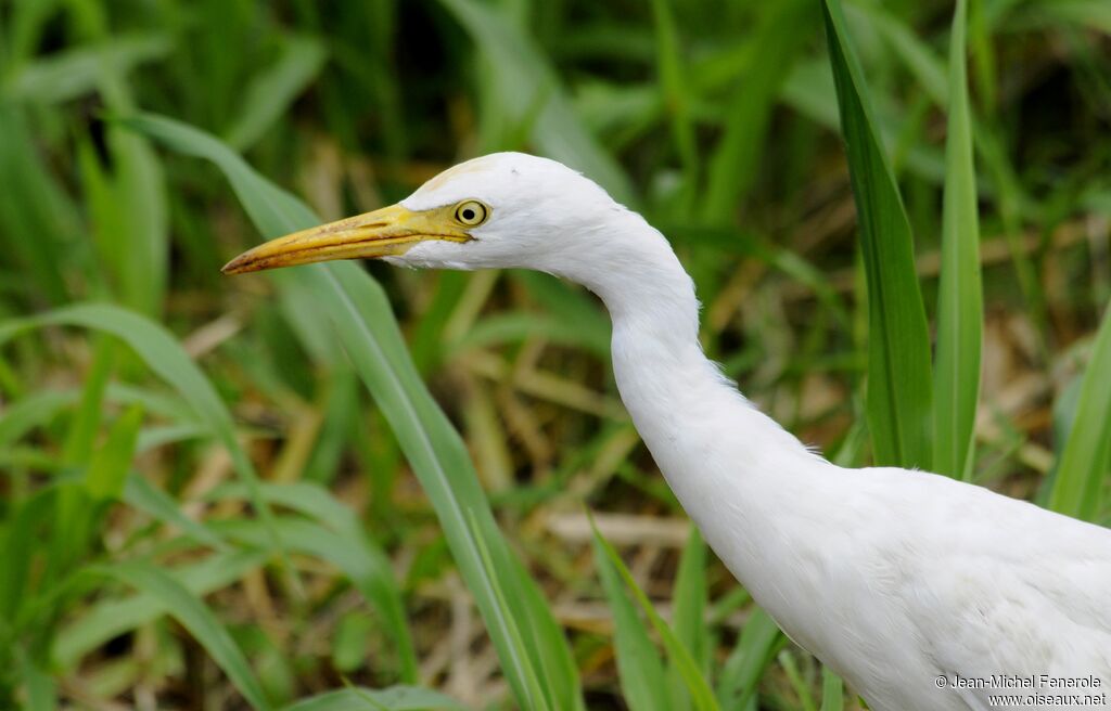 Western Cattle Egret