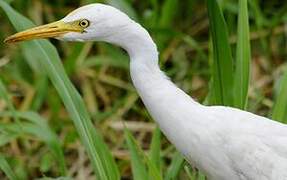 Western Cattle Egret