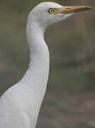 Western Cattle Egret