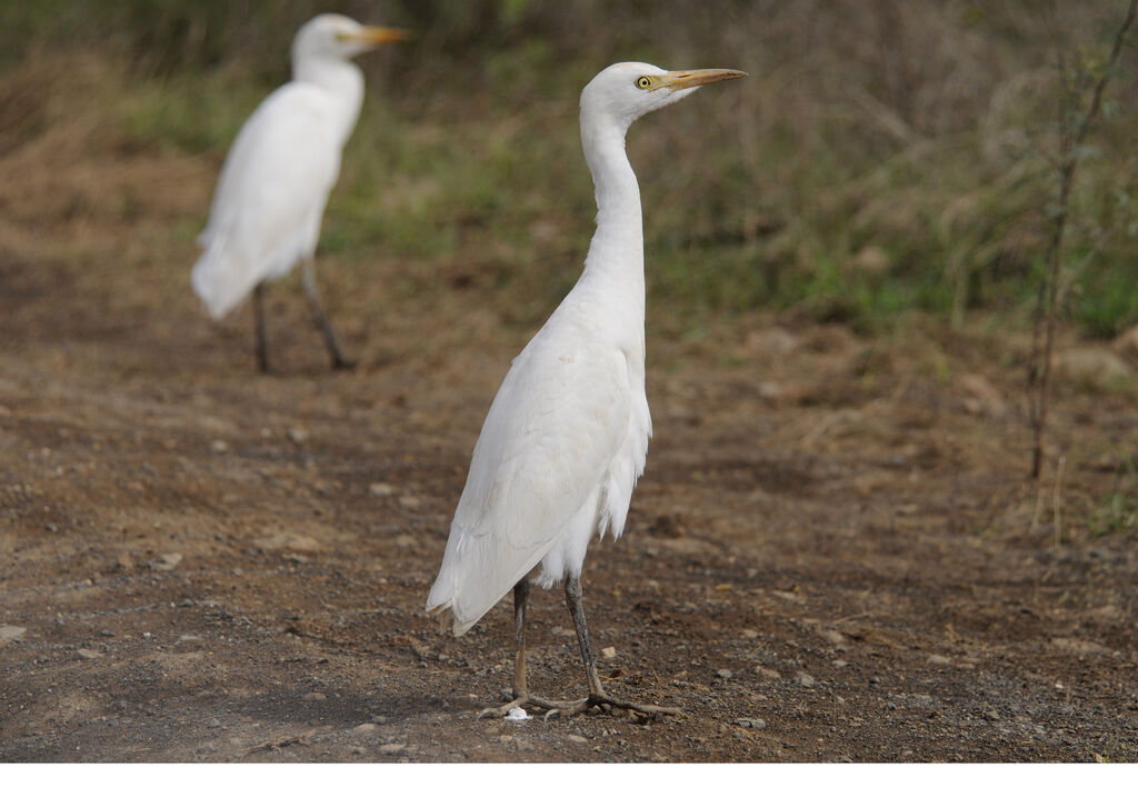 Western Cattle Egret