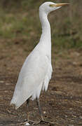 Western Cattle Egret