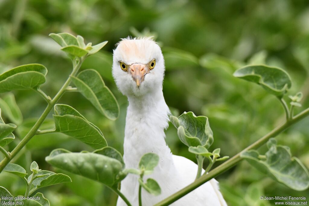 Western Cattle Egret