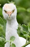 Western Cattle Egret