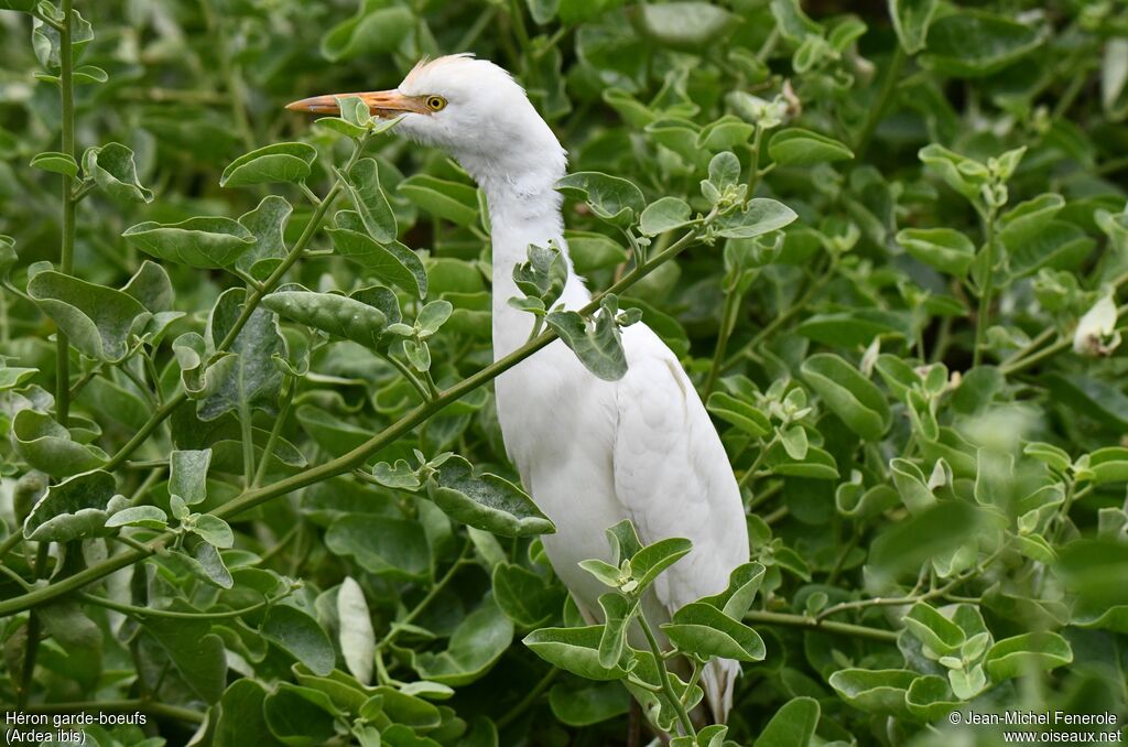 Western Cattle Egret