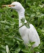 Western Cattle Egret