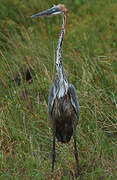 Goliath Heron