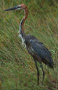 Goliath Heron