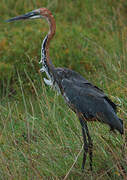 Goliath Heron