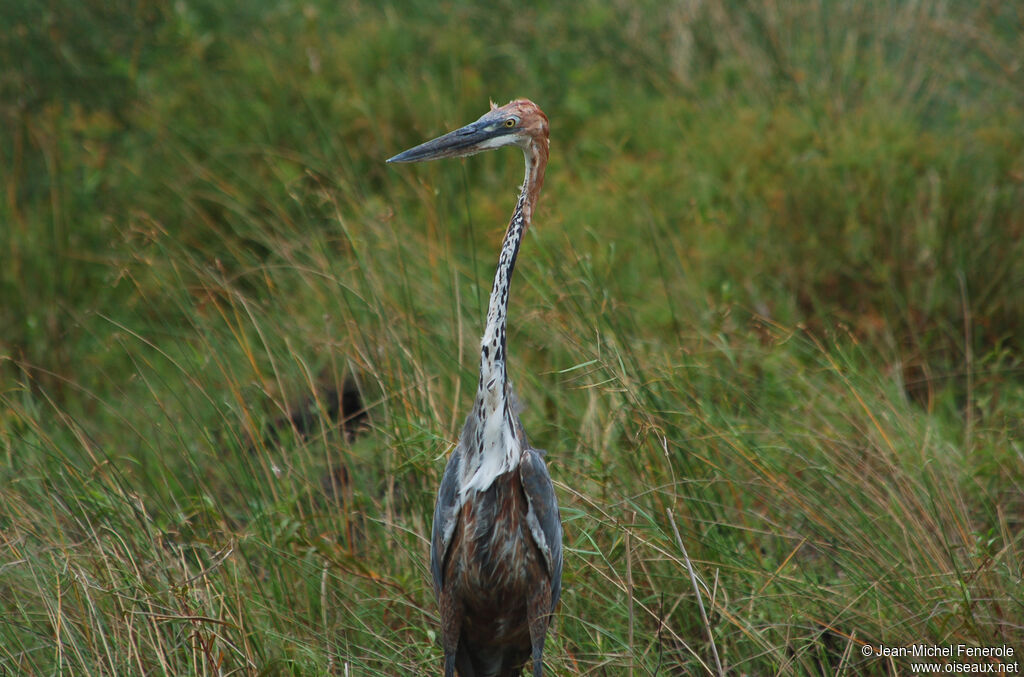 Goliath Heron