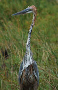 Goliath Heron