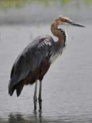 Goliath Heron