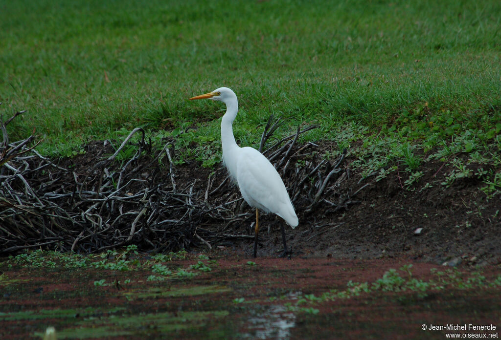 Intermediate Egret