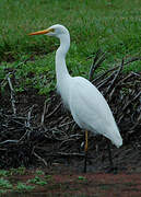 Medium Egret