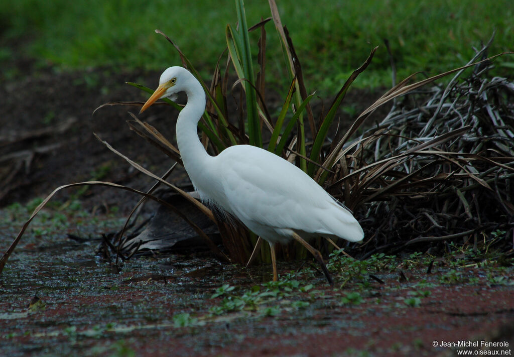 Intermediate Egret