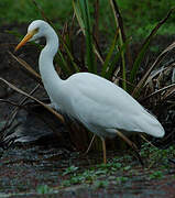 Medium Egret