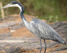 Black-headed Heron