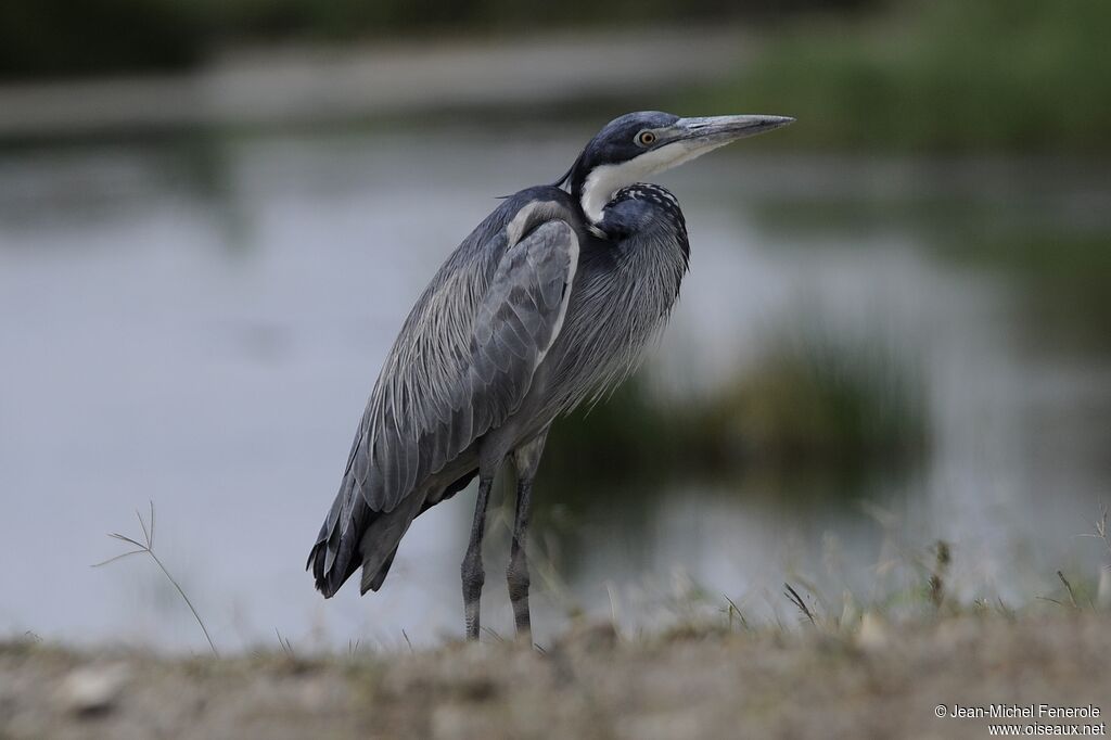 Black-headed Heron