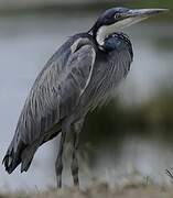 Black-headed Heron