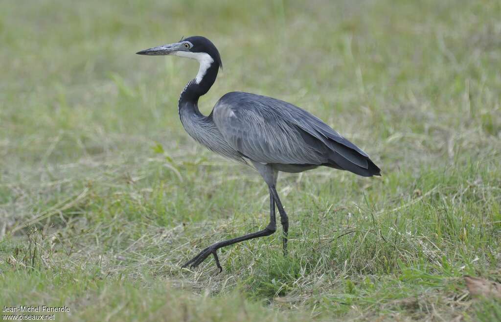 Black-headed Heronadult, identification