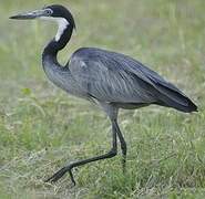 Black-headed Heron