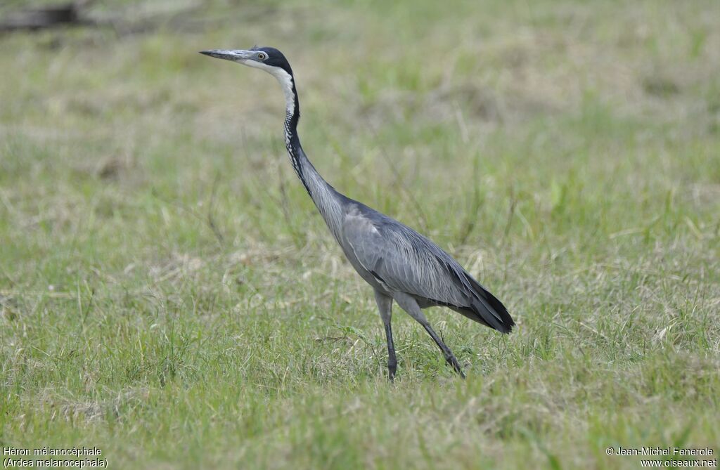 Black-headed Heron